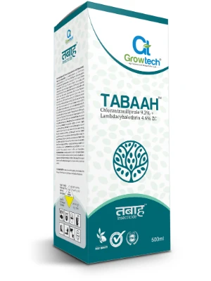 Tabaah
